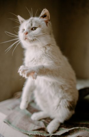 cute-fluffy-cat-playing-in-shelter-helping-animals-charity-philanthropy.jpg